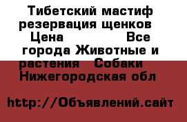 Тибетский мастиф резервация щенков › Цена ­ 100 000 - Все города Животные и растения » Собаки   . Нижегородская обл.